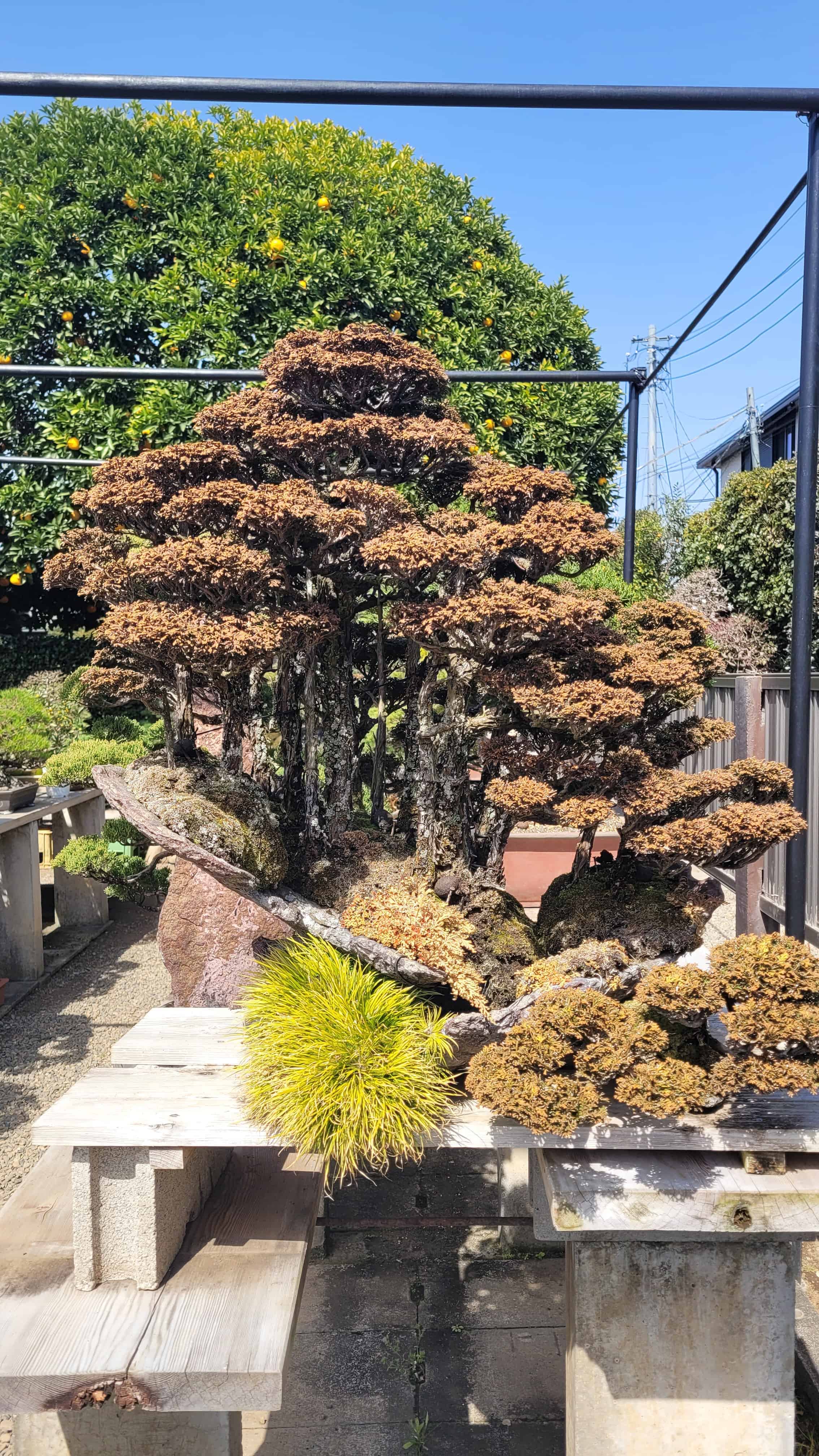 A cypress bonsai tree from kimura in Japan